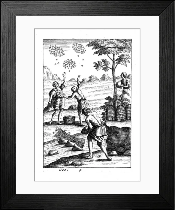 Framed Print : Beekeepers preparing to take a swarm, 18th century Framed Print : Beekeepers preparing to take a swarm, 18th century