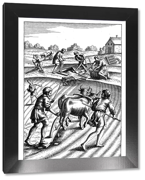 Ploughing with oxen, sowing seed broadcast and harrowing, 18th century