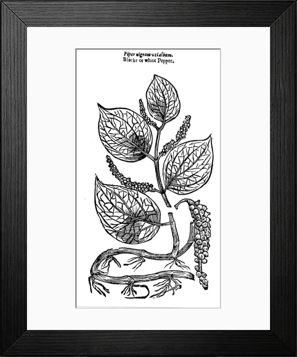 Framed Print : Black Pepper (Piper nigrum), 1640 Framed Print : Black Pepper (Piper nigrum), 1640