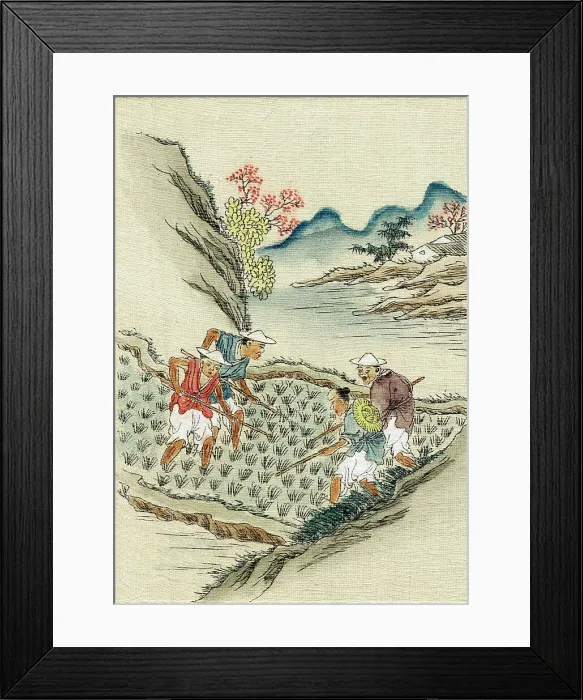 Framed Print : Workers cultivating rice in a paddy field, 19th century Framed Print : Workers cultivating rice in a paddy field, 19th century
