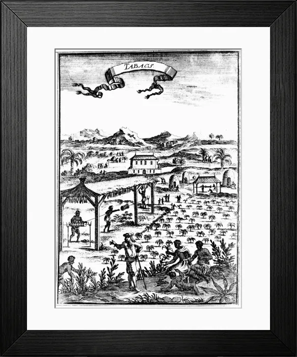 Framed Print : Cultivating and curing tobacco in West Indies using slave labour, 1686 Framed Print : Cultivating and curing tobacco in West Indies using slave labour, 1686