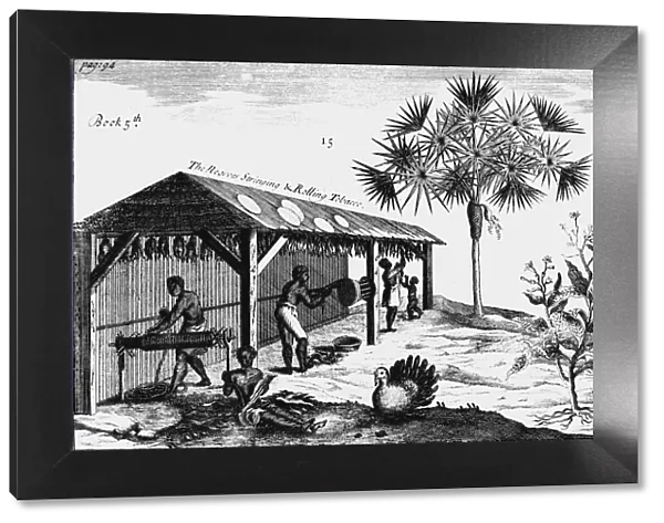 Scene on an American tobacco plantation, 1725