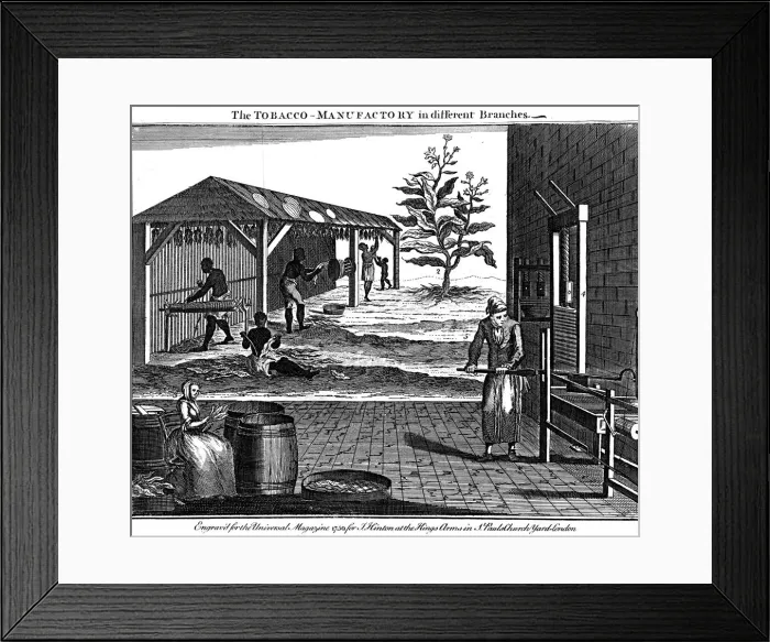 Framed Print : Various stages in the production of tobacco, Virginia, USA, 1750 Framed Print : Various stages in the production of tobacco, Virginia, USA, 1750