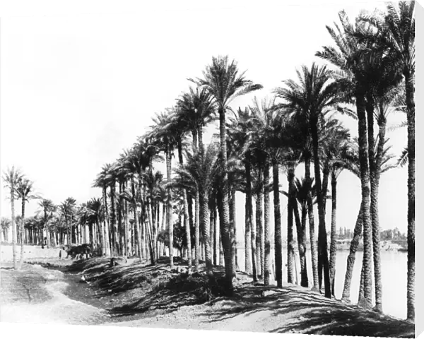 Palm Trees beside the Nile, Egypt, 1895. Artist: Zangaki