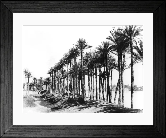 Framed Print : Palm Trees beside the Nile, Egypt, 1895. Artist: Zangaki Framed Print : Palm Trees beside the Nile, Egypt, 1895. Artist: Zangaki