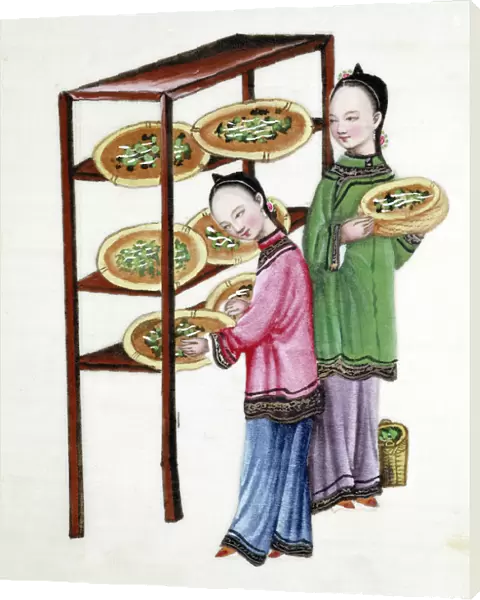 Women feeding silkworms on mulberry leaves, 19th century