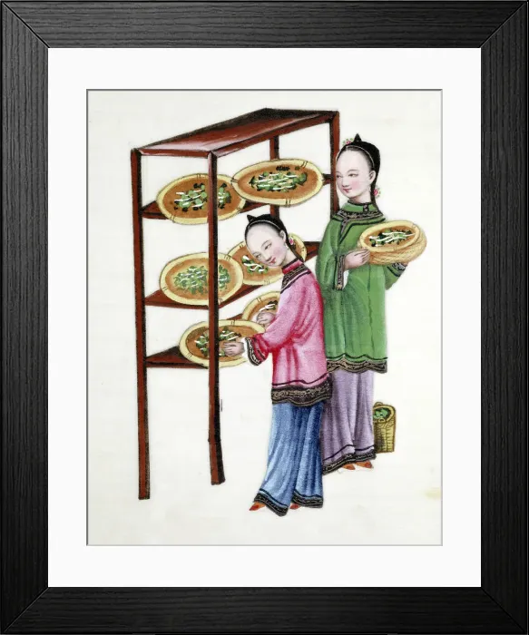 Framed Print : Women feeding silkworms on mulberry leaves, 19th century Framed Print : Women feeding silkworms on mulberry leaves, 19th century