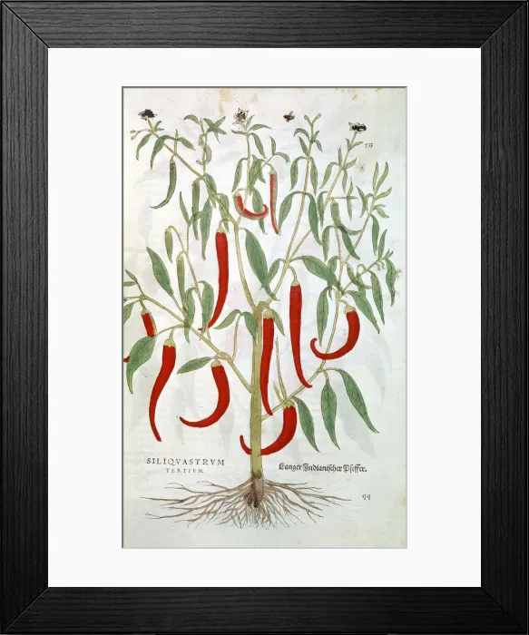 Framed Print : Cayenne Pepper plant (Capsicum), 16th century Framed Print : Cayenne Pepper plant (Capsicum), 16th century