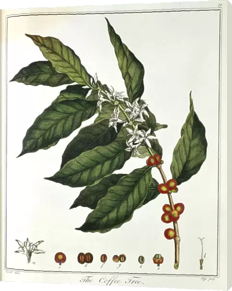 Sprig of Coffee (Coffea arabica) showing flowers and beans, 1798