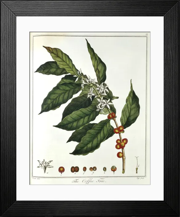 Framed Print : Sprig of Coffee (Coffea arabica) showing flowers and beans, 1798 Framed Print : Sprig of Coffee (Coffea arabica) showing flowers and beans, 1798