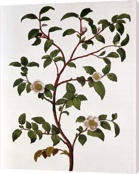 Tea: branch of Camellia sinensis, 1798