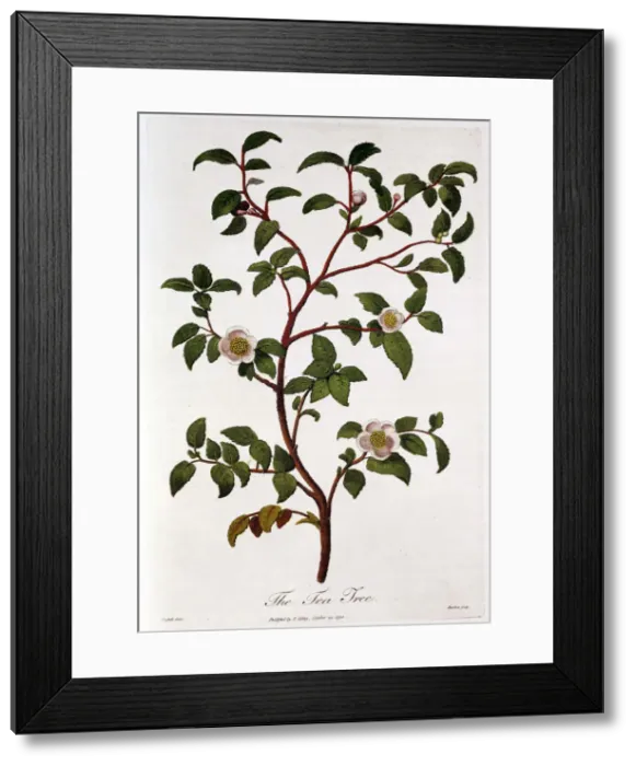 Framed Print : Tea: branch of Camellia sinensis, 1798 Framed Print : Tea: branch of Camellia sinensis, 1798