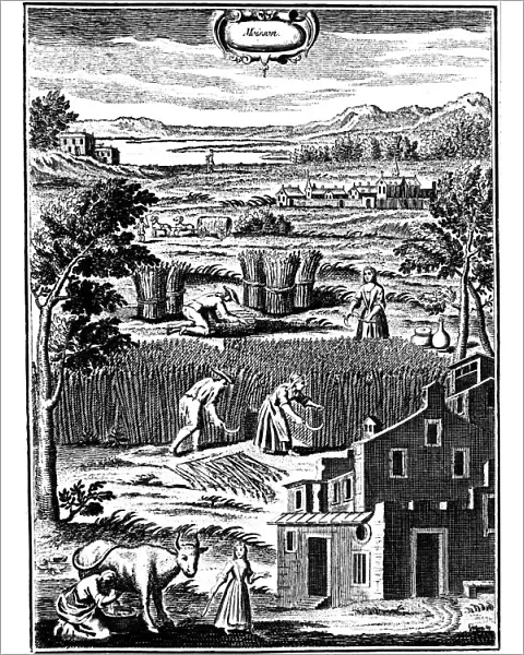 Harvest time, 1762