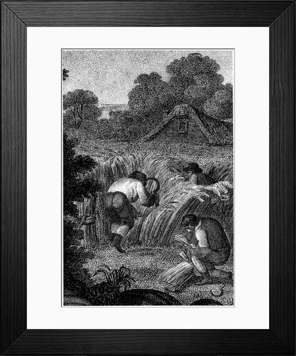 Framed Print : Reaping with sickles and binding the sheaves, England, c1800 Framed Print : Reaping with sickles and binding the sheaves, England, c1800