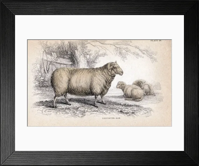 Framed Print : Dishley (New Leicester) Ram, c1840 Framed Print : Dishley (New Leicester) Ram, c1840