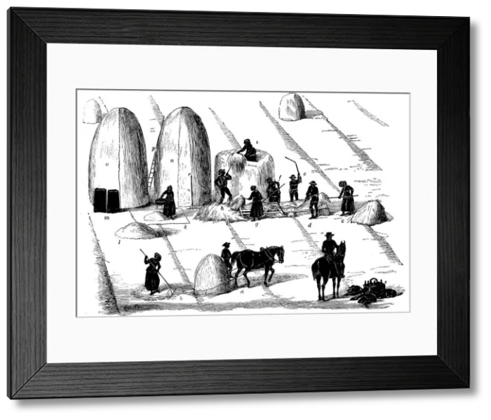 Framed Print : Crop rotation: threshing rye grass for seed, 1855 Framed Print : Crop rotation: threshing rye grass for seed, 1855