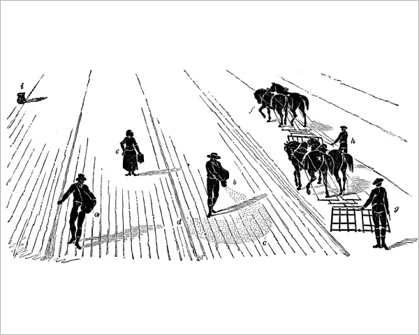 Crop rotation: sowing and harrowing corn, 1855