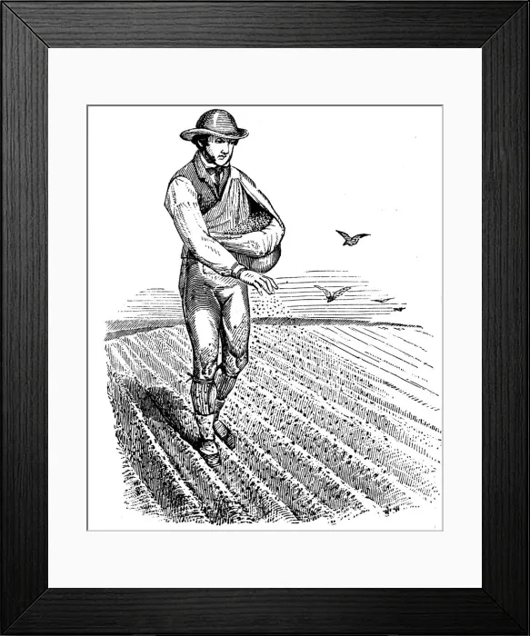 Framed Print : Crop rotation: sowing seed broadcast, 1855 Framed Print : Crop rotation: sowing seed broadcast, 1855