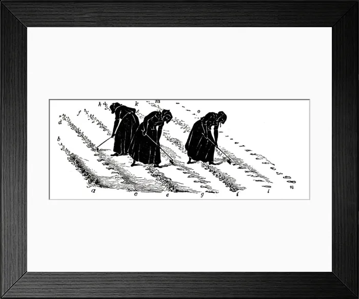 Framed Print : Crop rotation: women thinning turnips, 1855 Framed Print : Crop rotation: women thinning turnips, 1855