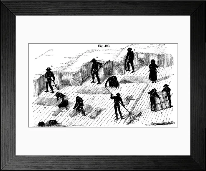 Framed Print : Crop rotation: harvesting corn, 1855 Framed Print : Crop rotation: harvesting corn, 1855