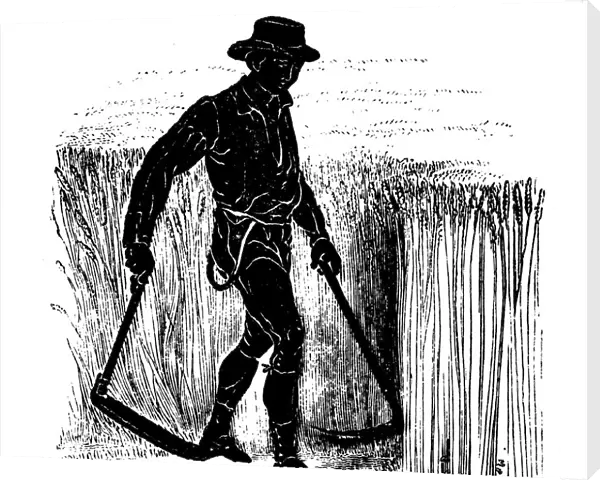 Crop rotation: reaping with a Hainault Scythe, 1855
