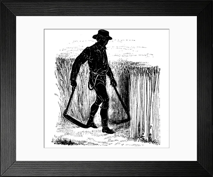 Framed Print : Crop rotation: reaping with a Hainault Scythe, 1855 Framed Print : Crop rotation: reaping with a Hainault Scythe, 1855