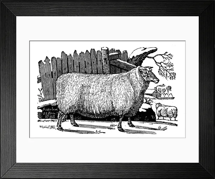 Framed Print : Dishley (New Leicester) sheep, 1811 Framed Print : Dishley (New Leicester) sheep, 1811