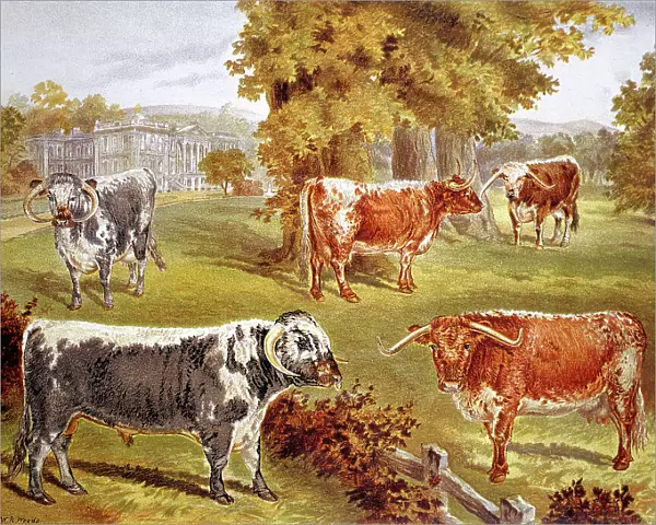 Longhorn cattle owned by Sir John Harpur-Crewe, Calke Abbey, 1885