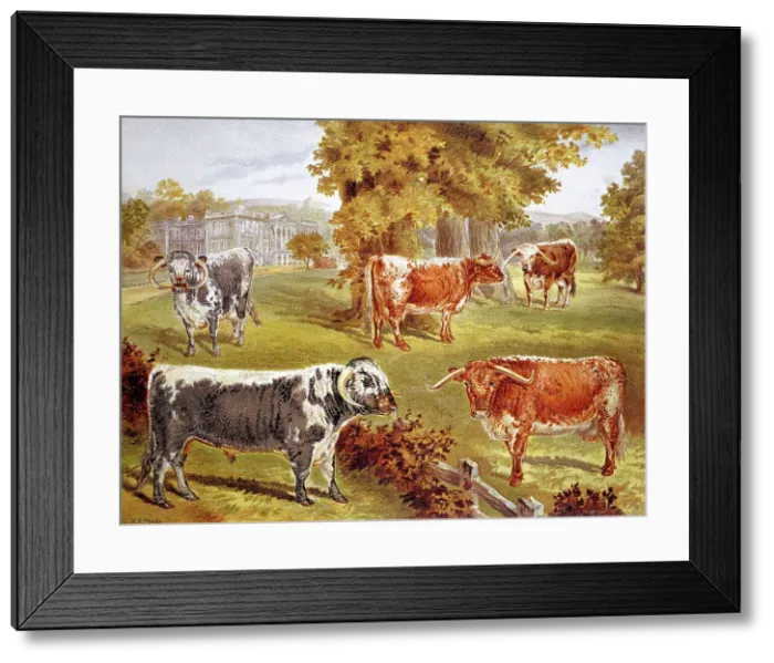 Framed Print : Longhorn cattle owned by Sir John Harpur-Crewe, Calke Abbey, 1885 Framed Print : Longhorn cattle owned by Sir John Harpur-Crewe, Calke Abbey, 1885