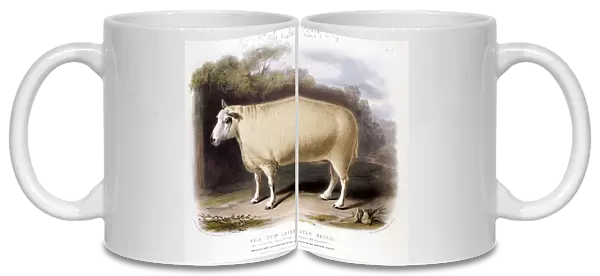 New Leicester (Dishley) ram, 1842