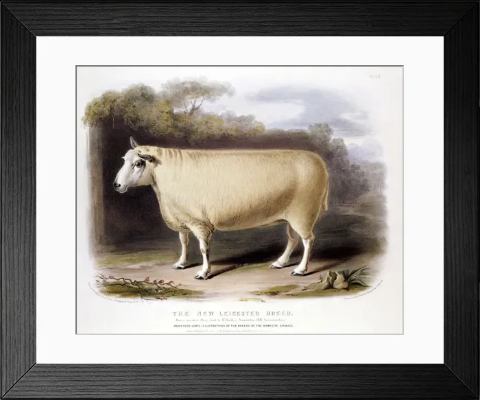 Framed Print : New Leicester (Dishley) ram, 1842 Framed Print : New Leicester (Dishley) ram, 1842