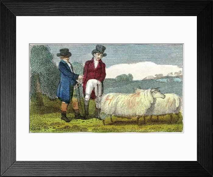 Framed Print : Farmers discussing Dishley (New Leicester) sheep, 1822 Framed Print : Farmers discussing Dishley (New Leicester) sheep, 1822