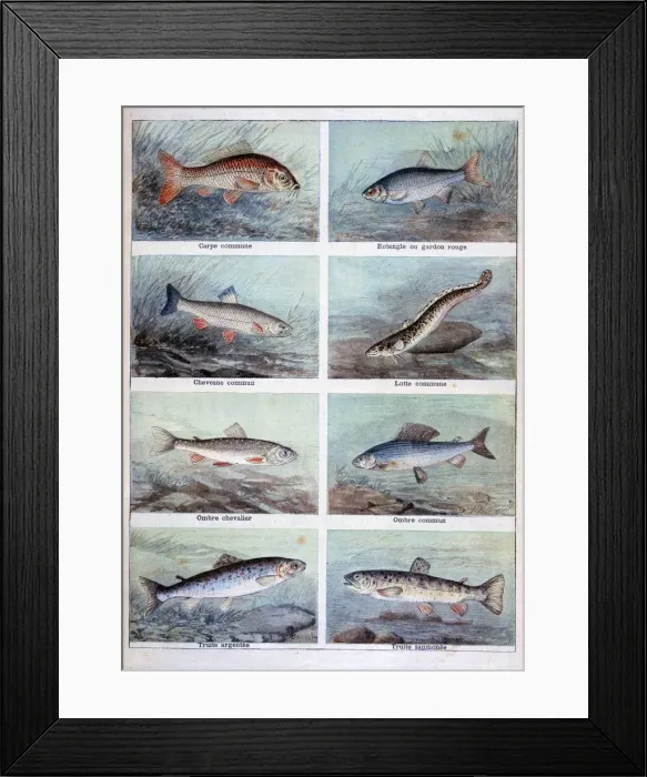 Framed Print : Freshwater fish, 1898. Artist: F Meaulle Framed Print : Freshwater fish, 1898. Artist: F Meaulle