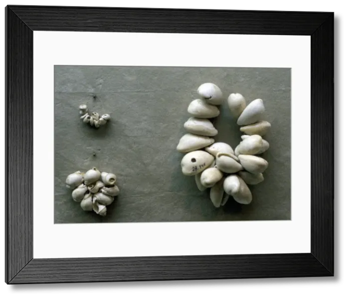 Framed Print : Strings of Cowrie shells Framed Print : Strings of Cowrie shells