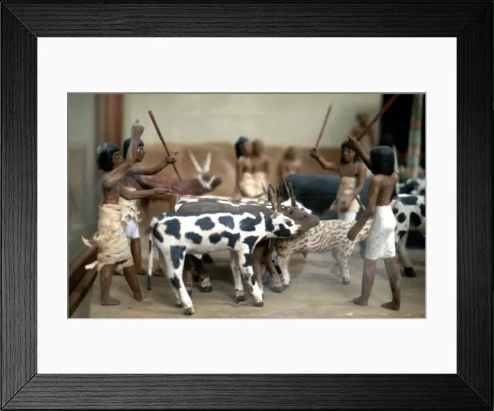 Framed Print : Herding cattle; Ancient Egyptian tomb model Framed Print : Herding cattle; Ancient Egyptian tomb model