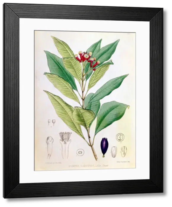 Framed Print : Clove, flower bud of Syzygium aromaticum (Eugenia carophyllata). Artist: D Blair Framed Print : Clove, flower bud of Syzygium aromaticum (Eugenia carophyllata). Artist: D Blair