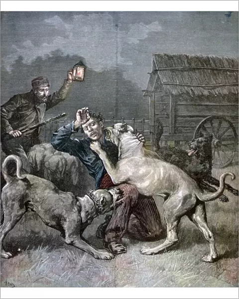 A criminal attacked by three large dogs, 1891. Artist: Henri Meyer