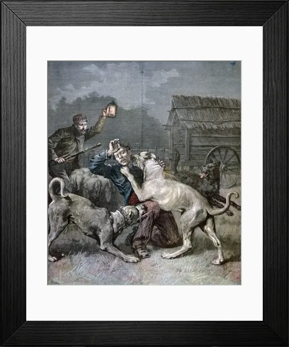 Framed Print : A criminal attacked by three large dogs, 1891. Artist: Henri Meyer Framed Print : A criminal attacked by three large dogs, 1891. Artist: Henri Meyer
