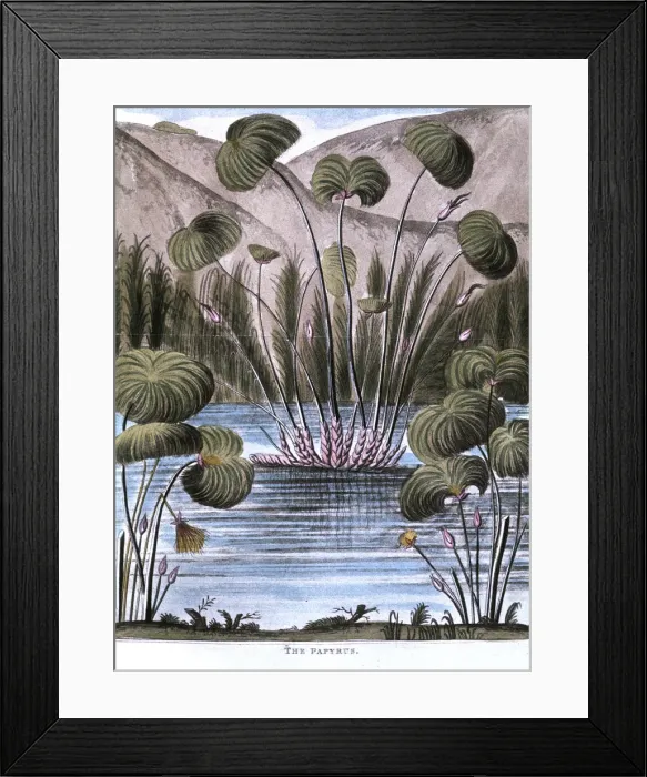 Framed Print : Papyrus reed (Cyperus papyrus), 1823 Framed Print : Papyrus reed (Cyperus papyrus), 1823