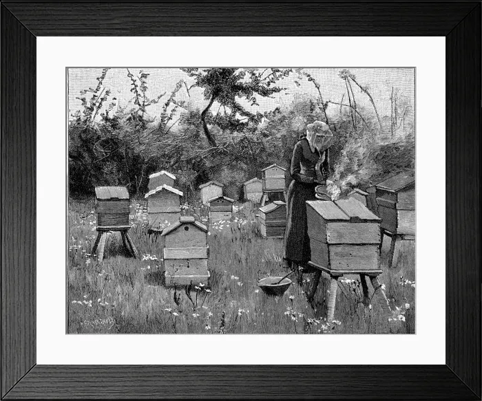 Framed Print : Apiary of wooden hives, Lismore, Ireland, 1890 Framed Print : Apiary of wooden hives, Lismore, Ireland, 1890