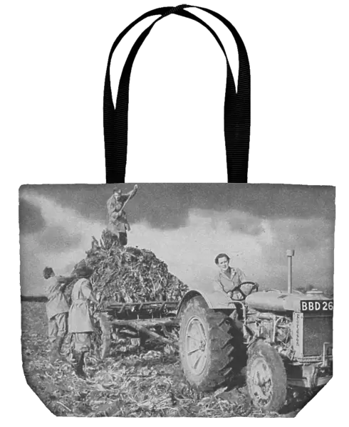 Womens Land Army lifting a crop, World War II, 1940