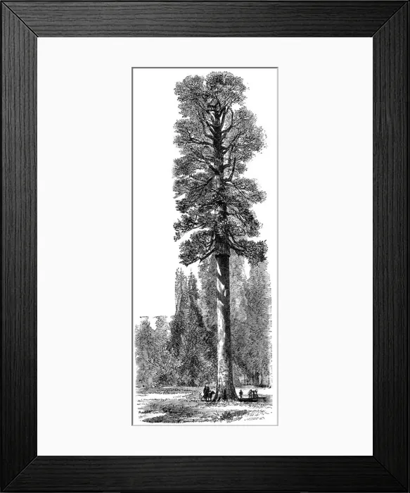 Framed Print : The Keystone State, Californian Redwood 325 feet high in Yosemite National Park, c1875 Framed Print : The Keystone State, Californian Redwood 325 feet high in Yosemite National Park, c1875