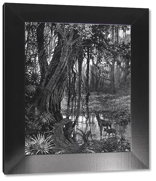 Florida Everglades, USA, c1885