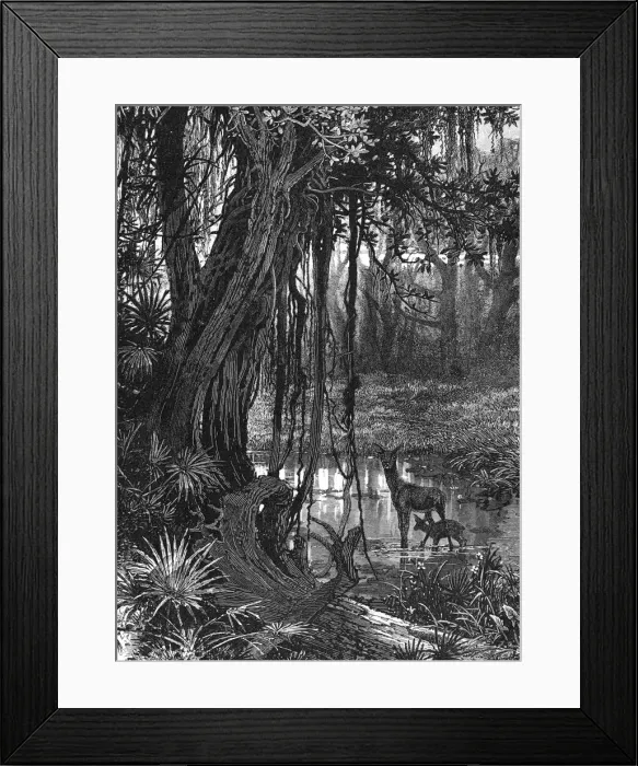 Framed Print : Florida Everglades, USA, c1885 Framed Print : Florida Everglades, USA, c1885