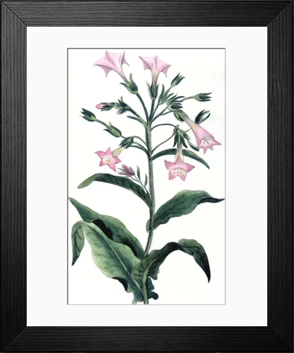 Framed Print : Nicotiana tabacum - tobacco plant, 1823 Framed Print : Nicotiana tabacum - tobacco plant, 1823