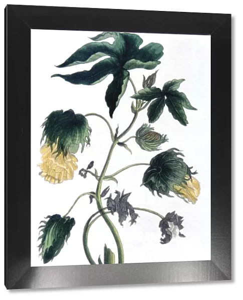 Gossypium - cotton plant, 1823. Artist: Neale and Son