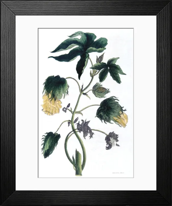 Framed Print : Gossypium - cotton plant, 1823. Artist: Neale and Son Framed Print : Gossypium - cotton plant, 1823. Artist: Neale and Son