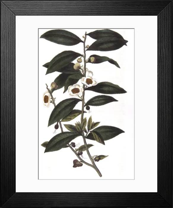 Framed Print : Camellia sinensis - tea plant, 1823 Framed Print : Camellia sinensis - tea plant, 1823