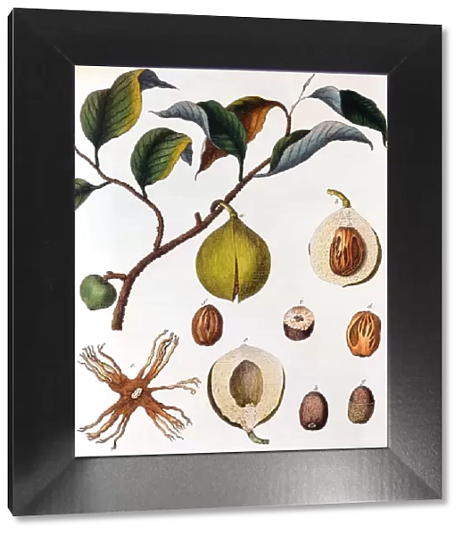 Myrsitica fragrans - nutmeg, c1798