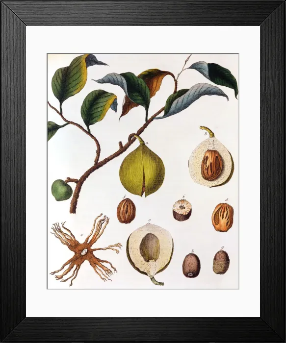 Framed Print : Myrsitica fragrans - nutmeg, c1798 Framed Print : Myrsitica fragrans - nutmeg, c1798